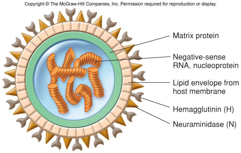 Types of Virus Influenzavirus A Most virulent human pathogen