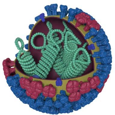 Influenza Viruses RNA viruses Family : Orthomyxoviridae - Influenza A: birds, swine, humans,