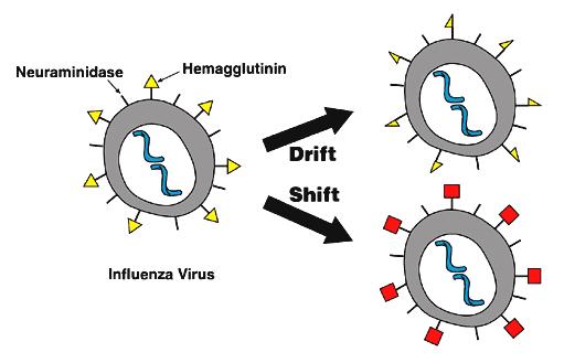 Evolution of Influenza Viruses Antigenic Drift : small changes in the HA