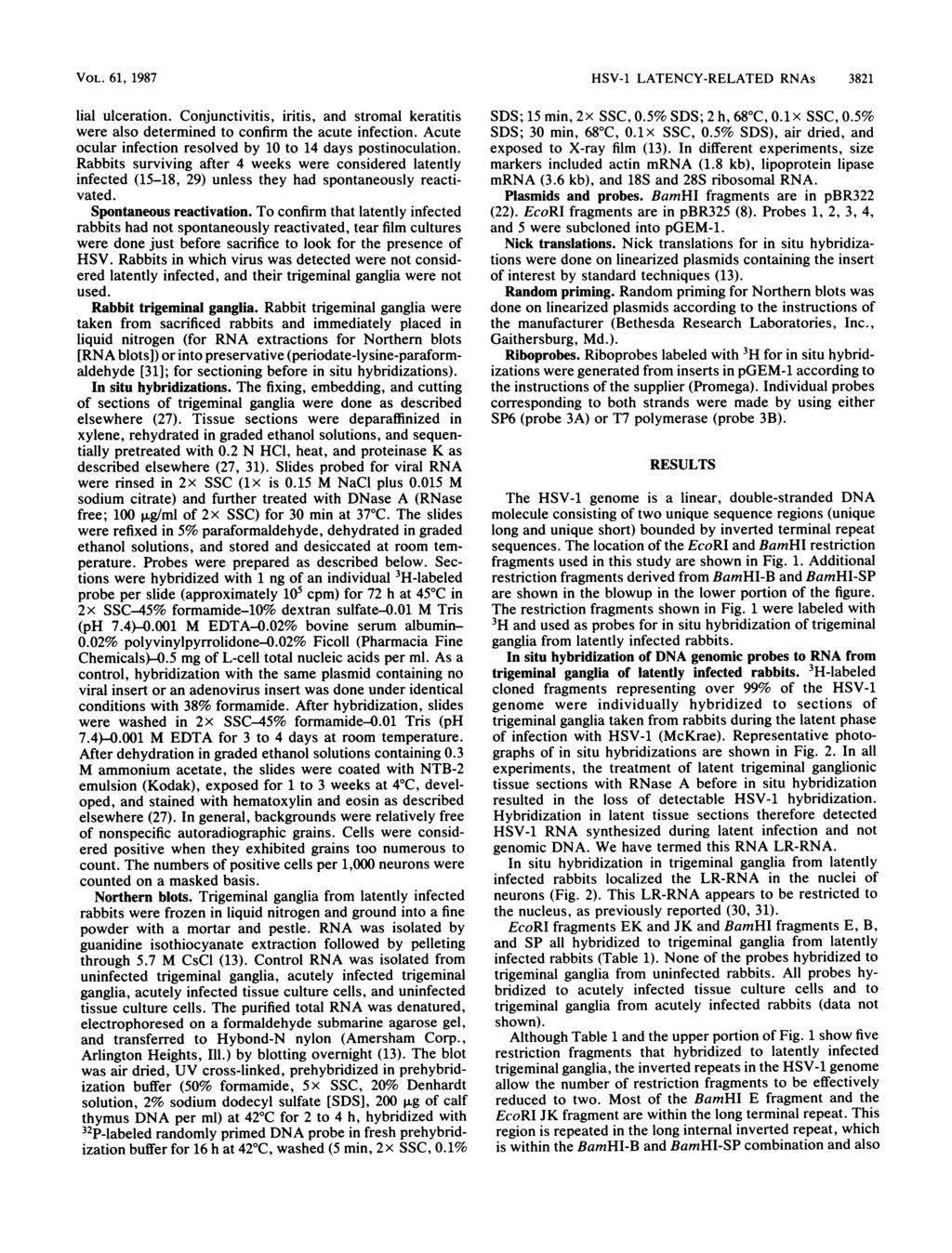 VOL. 61, 1987 lial ulceration. Conjunctivitis, iritis, and stromal keratitis were also determined to confirm the acute infection. Acute ocular infection resolved by 10 to 14 days postinoculation.