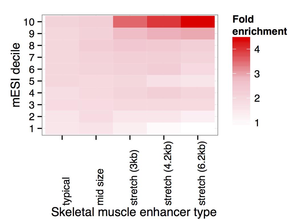 Supplementary Figure 9. Skeletal muscle stretch, typical, and mid-size enhancer fold enrichment for overlapping skeletal muscle eqtl from different mesi bins. Stretch enhancer thresholds of 3.0kb, 4.