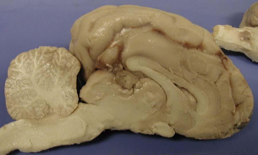 Sheep Brain Dissection Guide Page 12 Examination of the Frontal Cuts.. You will make cuts 22 and 29 below. 33 29 27 22 22.