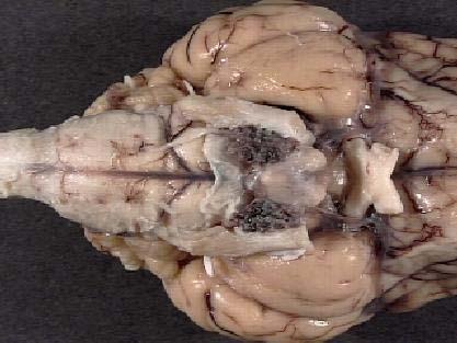 Sheep Brain Dissection Guide Page 5 Gyrus Sulcus 2. Next locate the area referred to as the brain stem. This area is made up of the pons, medulla, and cerebellum.