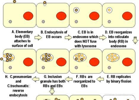 C. trachomatis Infection Elementary Body (EB) is infectious form Columnar epithelium Endocytosis Reorganizes to Reticulate Body Binary fission replication 100-500 EB s released 15 Serovars A, B, Ba,