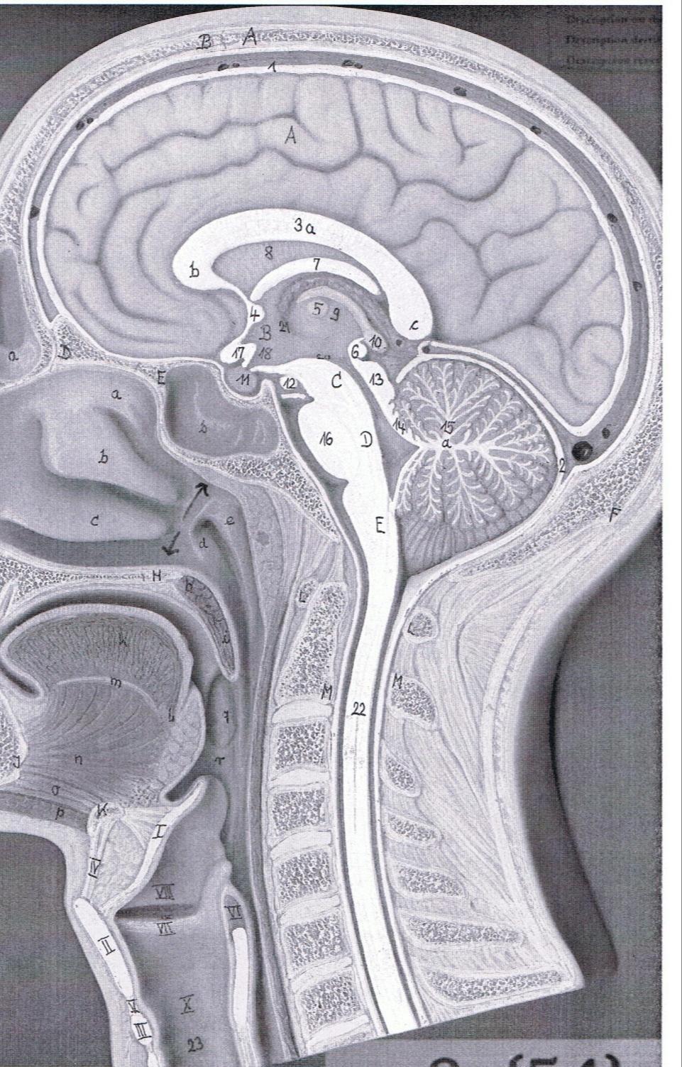 Septum pellucidum Corpus Callosum Lateral Ventricle Intermediate mass Thalamus Hypothalamus Cerebral Peduncles Cerebral Aqueduct Pons Medulla Forth