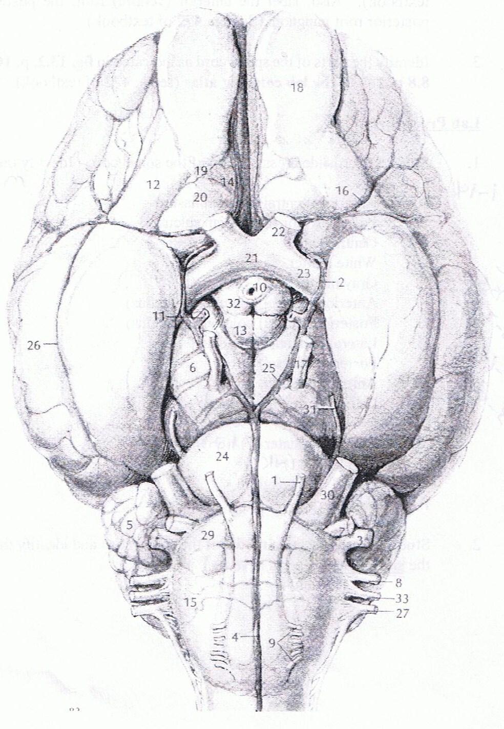 Sheep Brain Optic Chiasm Olfactory Bulb Cerebral Hemisphere Optic