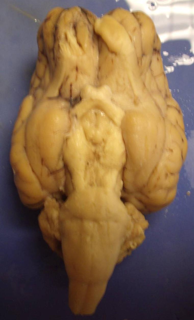 Sheep Brain (Inferior View) Olfactory Bulb (nerve) Optic Nerve Optic