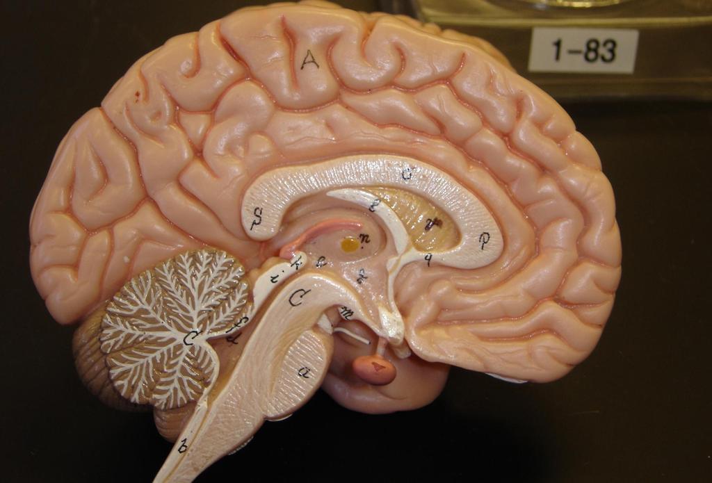 Pineal Gland Brain Model (3-50B or