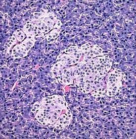 Islets of Langerhans (Pancreas) Which hormone from these structures lowers blood glucose