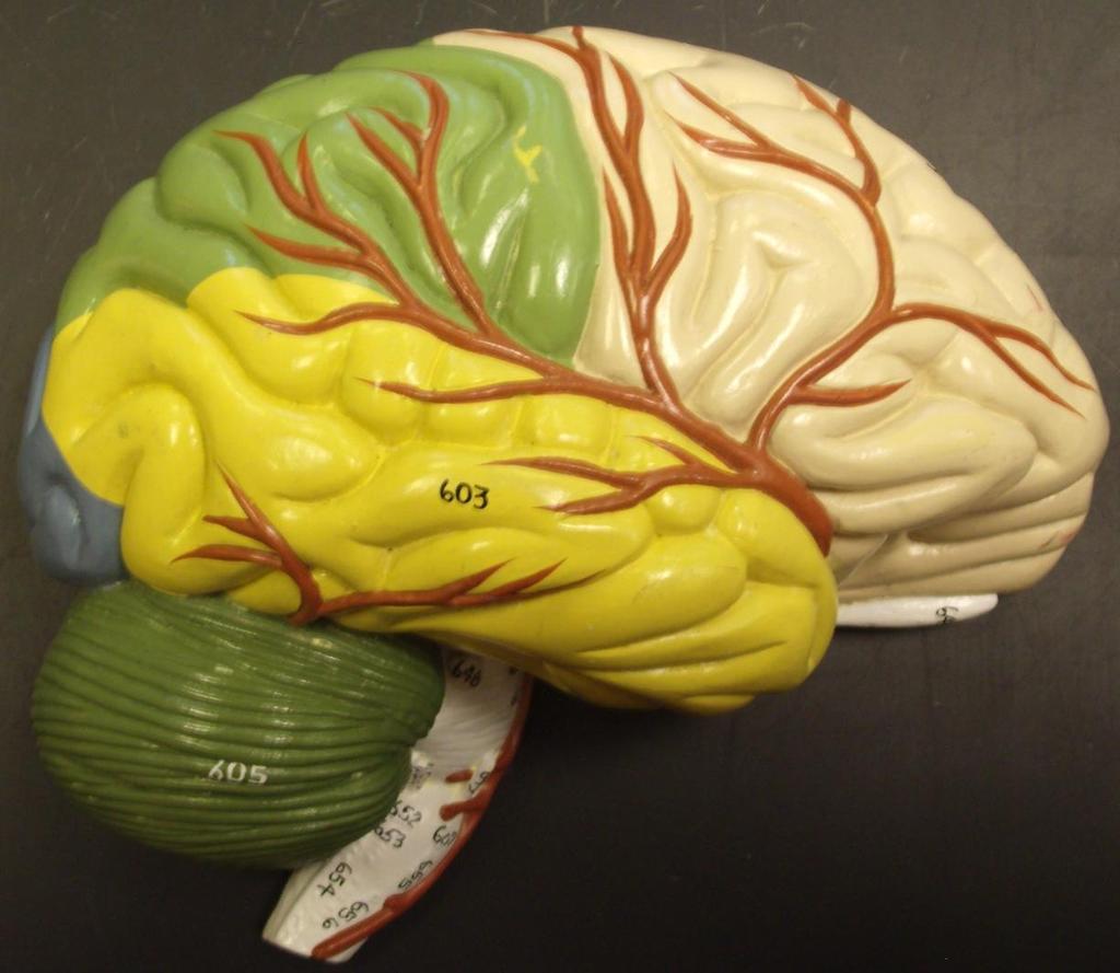 Brain from Torso Model 3-1 Parietal Lobe Central Sulcus