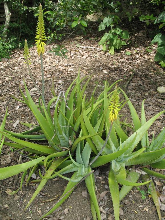 Cheilocostus speciosus and Costus spicatus) are frequently used by Dominicans to treat diabetes.