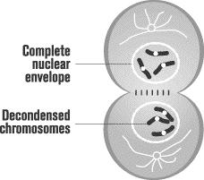 3. Cytokinesis: Cytokinesis is the final stage of the cell cycle; it can occur anywhere from Anaphase into Telephase once the chromosomes have separated. The cytoplasm of the cell begins to split.