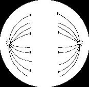 The spindle apparatus then sends out spindle fibers to attach to the chromosomes. However, since the homologous chromosomes are lined up side by side for crossing over, they are tightly held together.