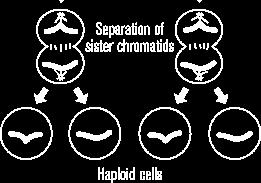 Unlike the sister chromatids in mitosis, the sister chromatids in meiosis are not genetically identical due to crossing over.