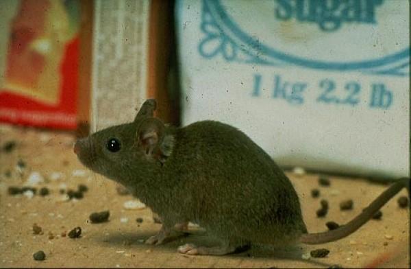 Mice and Rats Rodents, their frass and dander can cause asthma attacks Carry infectious