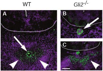 In Gli2 / mutants (B), the notochord remains closely apposed to the ventral spinal cord at this stage (arrow).