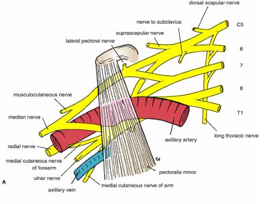 brachial plexuses: it consist of cervical spinal nerves that begin from C5 to T1 and sometimes they begin from C4 to T2. (C5,C6,C7,C8,T1) >>are a cervical brachial plexuses.