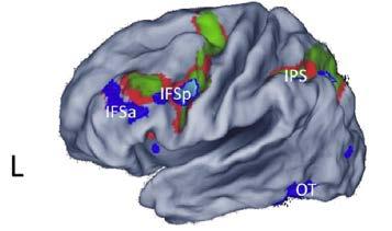 tasking depends upon the activation of numerous brain