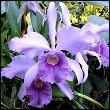 His book, The Classic Cattleya is one of the best books on large-flowered cattleyas. He has even named cattleya hybrids after the wives of the last five U.S.