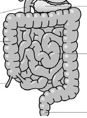 Saliva is added which contains amylase, an enzyme that digests starch to maltose. Oesophagus Tube between the mouth and stomach.