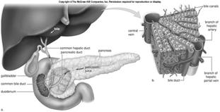 8.4 Three accessory organs and regulation of secretions The pancreas (behind stomach) Functions of the pancreas: 1.