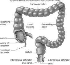 regenerate as fast as it is being damaged 8.4 Three accessory organs and regulation of secretions How do hormones control digestive gland secretions? 8.5 The large intestine and defecation The large intestine Larger in diameter but shorter than the small intestine (5 ft.