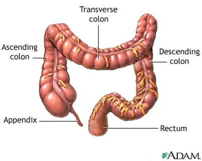 Large Intestine Large Intestine final section of the alimentary canal (5 feet long, 2 inch diameter) absorbs water and any remaining nutrients stores indigestible materials before they are eliminated