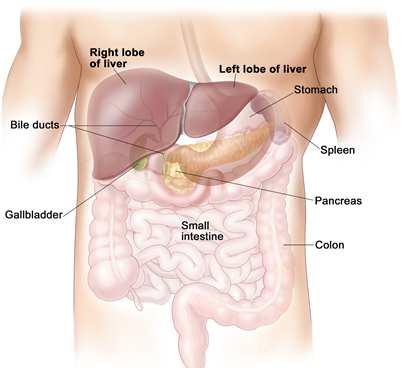 Accessory Organs Liver largest gland in the body located under diaphragm and URQ of abdomen secretes bile (used to emulsify fats in digestive tract) stores sugar in form of glycogen glycogen