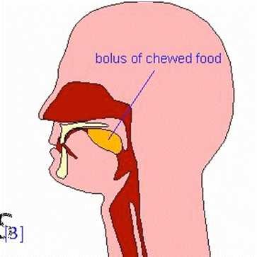 Salivary Glands, Bolus, & Esophagus Salivary Glands produce liquid saliva saliva lubricates mouth during speech and chewing moistens food so that it can be swallowed easily saliva contains enzyme
