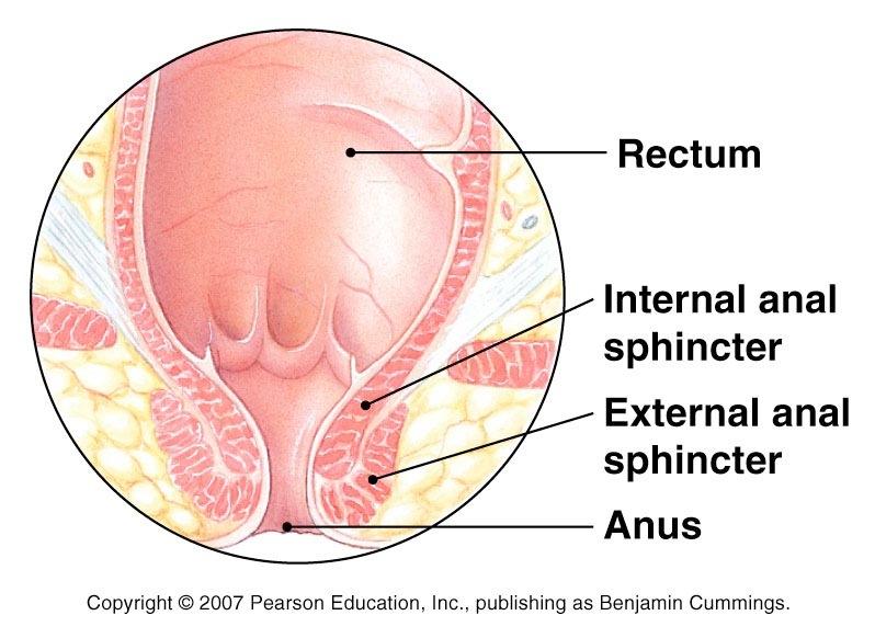 Large Intestine Defecation reflex Internal anal sphincter