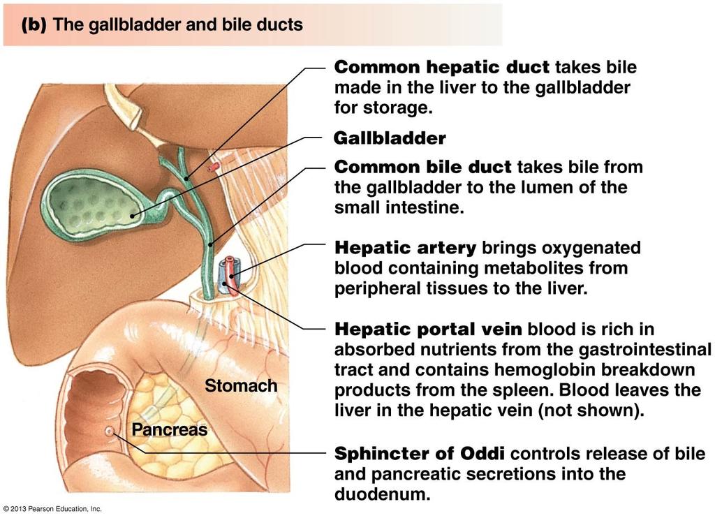 Accessories: Gallbladder Collects and stores bile from the liver and delivers it to the duodenum via the