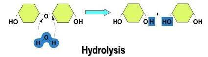 reactions -forms macromolecules and takes them apart: Subunits + subunit Dehydration synthesis Hydrolysis macromolecule + H2O Dehydration