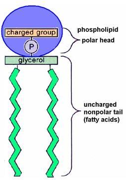 Fatty Acid types in Fats and Oils Saturated No double bonds between carbon atoms Associated with cardiovascular disease because causes plaque buildup in arteries Unsaturated double bonds between