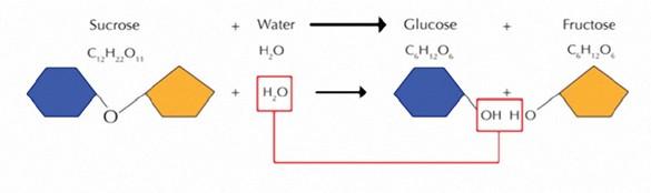 Water breaks apart sucrose into these two monomers through a hydrolysis reaction.