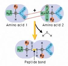 Proteins Amino acids are the building blocks of proteins. There are hundreds of types of amino acids but just 20 of these make up our proteins.