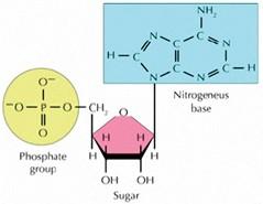 Nucleic Acids Nucleotides are small molecules made of a sugar (monosaccharide), one or more phosphate groups, and a nitrogenous base.