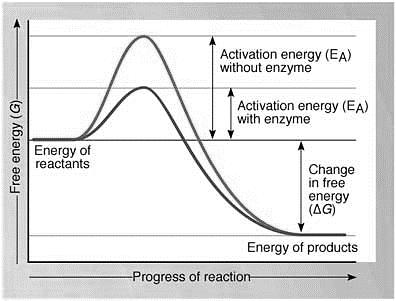 Enzymes (p.156, 159) Chemical Reactions MAIN Idea: Chemical reactions allow living things to A is a substance that lowers the activation energy needed to start a chemical reaction.