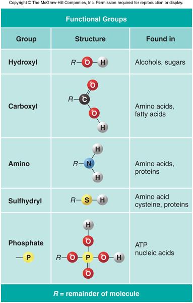 Week 2 In living organisms, smaller molecules are often attached to each other to make larger molecules.