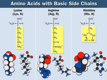 amino acids Form disulfide bridges