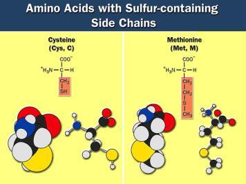 sulfhydryls stabilizes 3-D structure