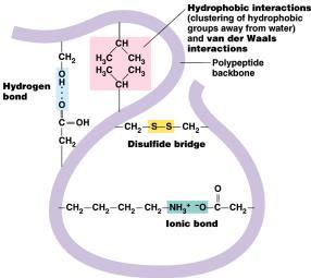 hydrophobic interactions cytoplasm is water-based nonpolar amino