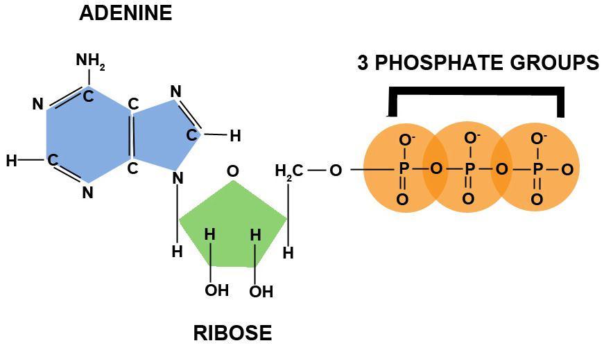Phosphate Group P bonded w/4 oxygen atoms (-OPO 3