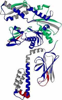 Protein Conformation A protein consists of one or more polypeptide chains twisted in a 3-D shape