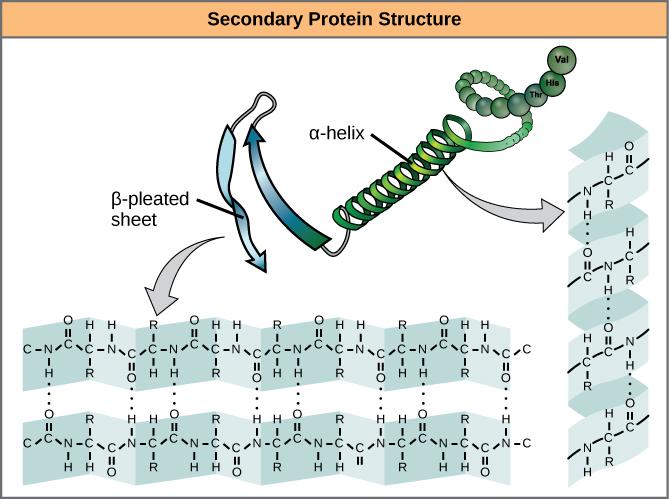 OpenStax-CNX module: m44402 11 Figure 7: The α-helix and β-pleated sheet are secondary structures of proteins that form because of hydrogen bonding between carbonyl and amino groups in the peptide