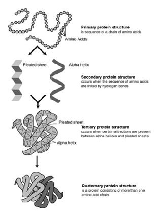 Peptidyl polymers A few amino acids in a chain are called a polypeptide.. A protein is usually composed of 50 to 00+ amino acids.