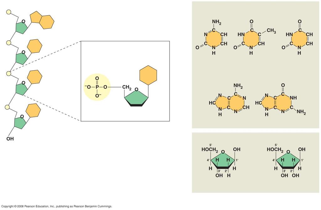 5ʹ C 5ʹ end Nitrogenous bases Pyrimidines 3ʹ C Nucleoside Nitrogenous base Cytosine (C) Thymine (T, in DNA) Uracil (U, in RNA) Purines 5ʹ C 3ʹ C Phosphate group (b) Nucleotide Sugar (pentose) Adenine