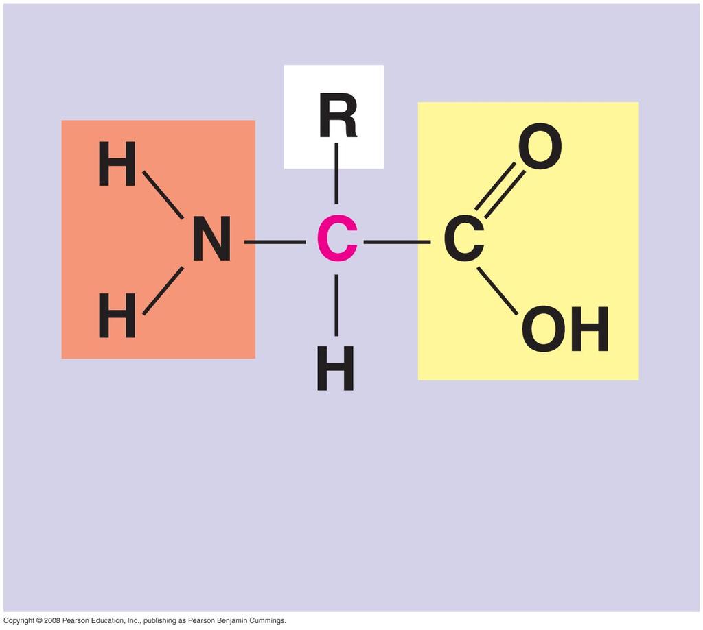 α carbon Amino group Carboxyl group 17 Nonpolar Glycine (Gly or G) Alanine (Ala or A) Valine (Val or V) Leucine (Leu or L)