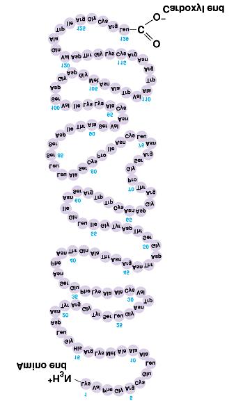 Unique sequence of amino acids Single polypeptide chain of amino acids Mistakes in sequence and structure