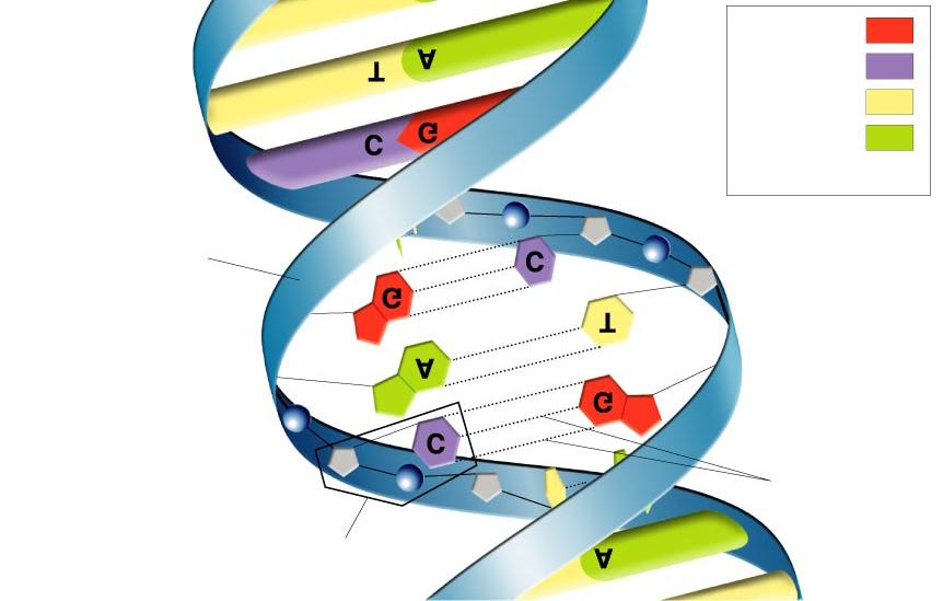 Nucleotide Hydrogen bonds DNA