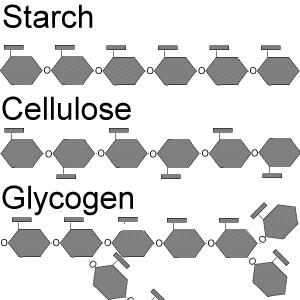starch - glucose polymers, found in plants cellulose found in plant fibers, insoluble Pectin-units are sugar acids rather than simple